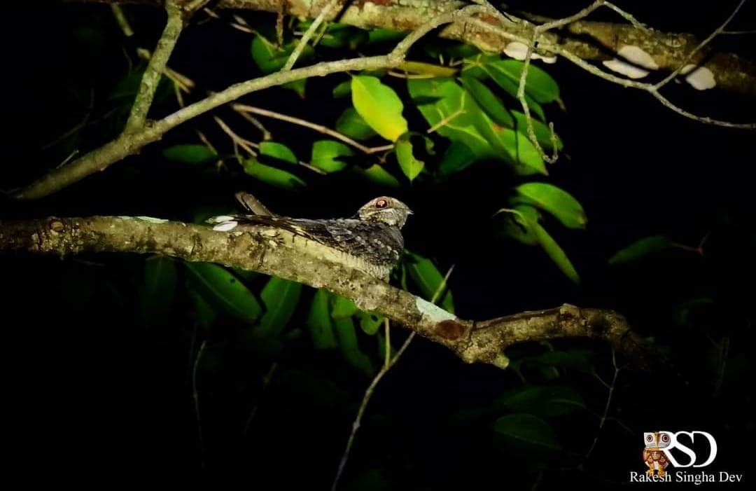 রাতচরা, Nightjar, Caprimulgus asiaticus